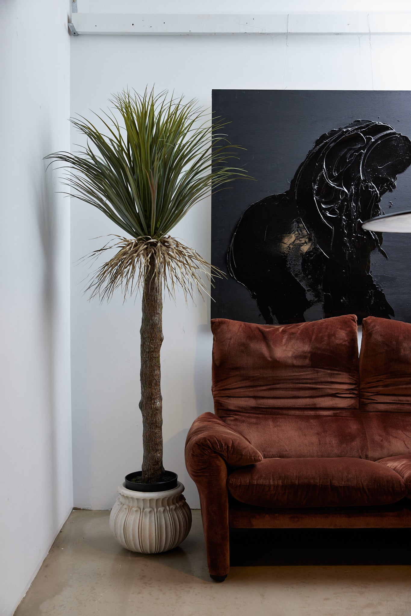 African Grass Tree - 2m
